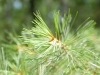 APP_0095