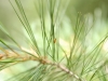 APP_0096