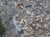 DSCN0893
