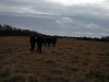 IMG_20130112_113047_149