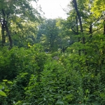 20180728_081030