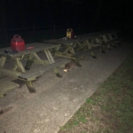 Raccoon 1