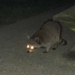 Raccoon 2