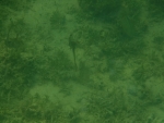 DSCF0595