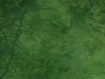 DSCF0596