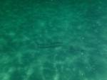 DSCF0606