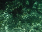 DSCF0617
