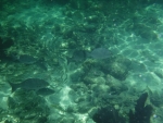 DSCF0619