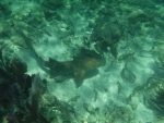 DSCF0620