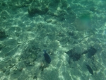 DSCF0630