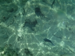 DSCF0631