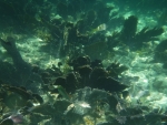 DSCF0642