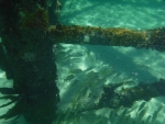 DSCF0646