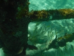 DSCF0647