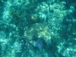 DSCF0654