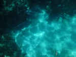 DSCF0655