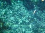 DSCF0662