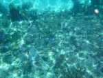 DSCF0667
