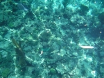DSCF0675