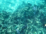 DSCF0677