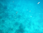 DSCF0680