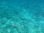 DSCF0691