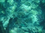 DSCF0694