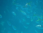 DSCF0695
