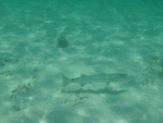 DCIM\100GOPRO\GOPR0206.JPG