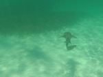DCIM\100GOPRO\GOPR0207.JPG