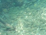 DCIM\100GOPRO\GOPR0218.JPG