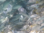DCIM\100GOPRO\GOPR0219.JPG