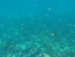 DCIM\100GOPRO\GOPR0223.JPG